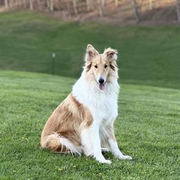 Lassie - Collie