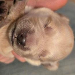 Brown - Apricot male Goldendoodle puppy in Neillsville, Wisconsin from Granton Creek