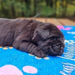 Chocolate boy - Chocolate male Labrador Retriever puppy in Plainwell, Michigan from Preuss Puppies