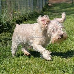 Vashti - Miniature Schnauzer