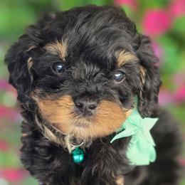 Michael Sea Green Collar - Tri-color male Bernedoodle puppy in Vernon, Texas from Sugarland's Texas Goldendoodles