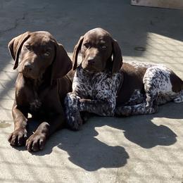 German Shorthaired Pointer Puppies from Hardwood Kennels