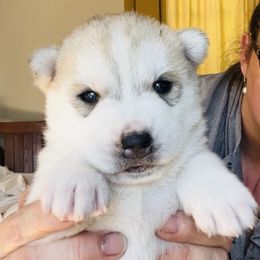 Girl 2 - Siberian Husky puppy from Sassenach Siberians