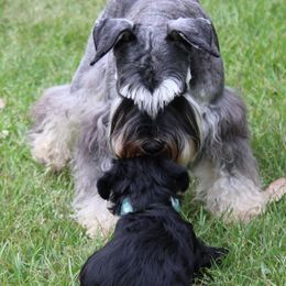 Cane Corso and Miniature Schnauzer Puppies from Brock’s Cane Corso & Miniature Schnauzers