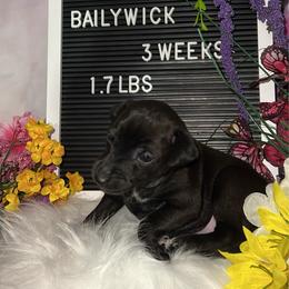 Bailywick - Seal male Italian Greyhound puppy in Fredonia, Arizona from Black Hill Italian Greyhounds