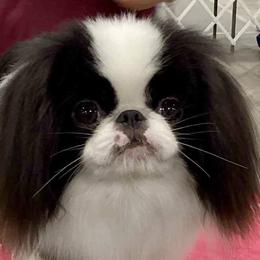 AKC Grand Champion Theo - Black and white male Japanese Chin puppy in Little Rock, Arkansas from Montra Japanese Chin & Cavalier King Charles Spaniels