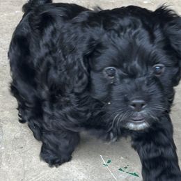 Cavapoo and Shihpoo Puppies from Haus of Doodles
