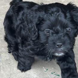 Cavapoo and Shihpoo Puppies from Haus of Doodles