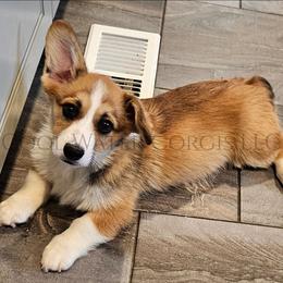 Chocolate Chip - Red male Pembroke Welsh Corgi puppy in Kiowa, Colorado from Cool Water Corgis LLC