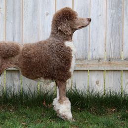 Besra - Poodle