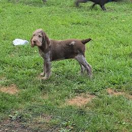 Gordon Setter and Spinone Italiano Puppies from Spinsetters