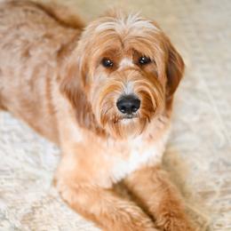 Golden Mountain Doodle puppies from Sun Valley Goldendoodles
