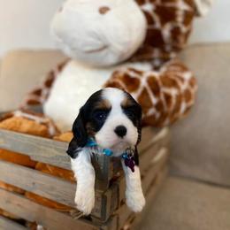 Cavalier King Charles Spaniel Puppies from SHANNON'S CAVALIERS