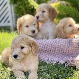Goldendoodles from LA’s Favorite Puppies