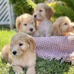 Goldendoodles from LA’s Favorite Puppies