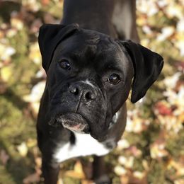 Boxers from Blooming Boxers