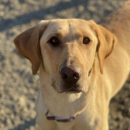 Winter - Labrador Retriever