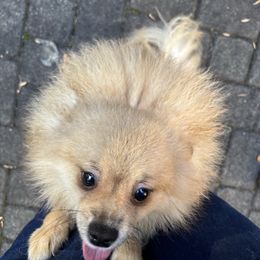 “monster” (akc) - Cream sable Pomeranian puppy in Helen, Georgia from DNA Poms