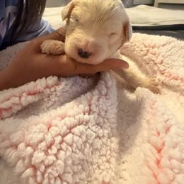 Lucy - Black and white female Old English Sheepdog puppy in Acton, California from Fab OES