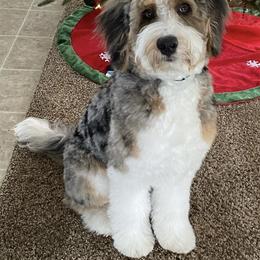 Aussiedoodle and Australian Shepherd Puppies from Junipersdoodles