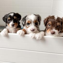 Aussiedoodles and Goldendoodles from Montana Raised Doodles