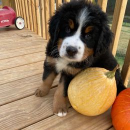 Truffle - Tri-color female Bernese Mountain Dog puppy in Rural Retreat, Virginia from Bernese Bunker
