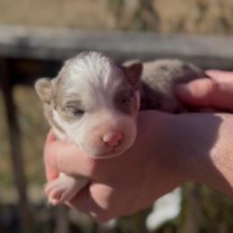 Faline - Blue merle female Miniature Australian Shepherd puppy in Ardmore, Oklahoma from Tribal Rose Aussies