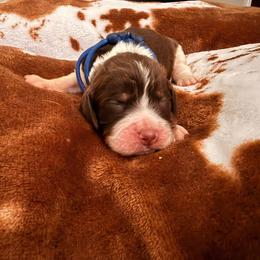 Blue boy - Liver white and tan male English Springer Spaniel puppy in Cleburne, Texas from Powers English Springer Spaniels