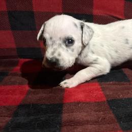 Love bug - White and black female Dalmatian puppy in Fort Cavasos, Texas from Mainstreet Dalmation