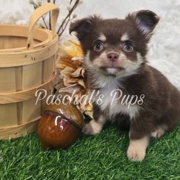 Pecan - Chocolate and tan female Chihuahua puppy in Bowdon, Georgia from Paschal's Pups
