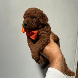 Ace - Red  male Goldendoodle puppy in Germantown, Maryland from Honey Blossom Doodles