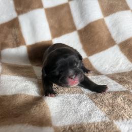 Moonshine - Red male Shih Tzu puppy in Sharon, Pennsylvania from Keystone Danes and Shih tzus
