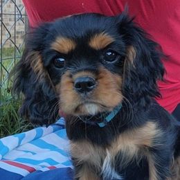 Taffy - Black and tan female Cavalier King Charles Spaniel puppy in Mobile, Alabama from Marcheta Cavaliers