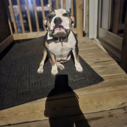 Echo - American Bully