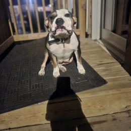 Echo - American Bully