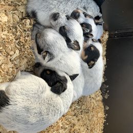 Australian Cattle Dog Puppies from Turnpike Creek Canines