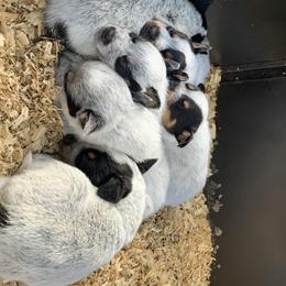 Australian Cattle Dog Puppies from Turnpike Creek Canines
