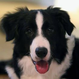 Border Collies from DAKOZEN