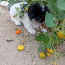 Girl 1 - Black and white female Shih Tzu puppy in Metropolis, Illinois from Super City Kennels