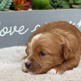 Luna - Apricot female Cavapoo puppy in Mona, Utah from Small Town Cavaliers
