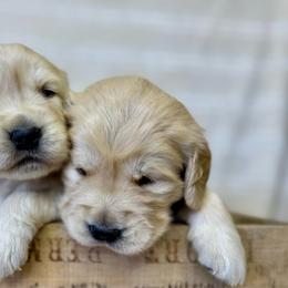 Girl 8 - Light golden female Golden Retriever puppy in Tonasket, Washington from Denzil’s Goldens