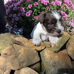 Franks - Parti male Miniature Schnauzer puppy in Dunlap, Tennessee from Beards of Glory