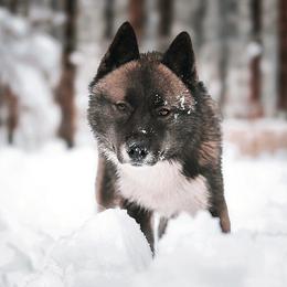 Ezra - Siberian Husky
