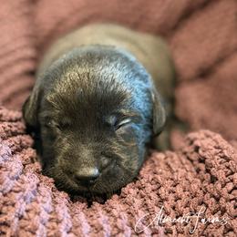 Pink Girl - Black female Labrador Retriever puppy in Colorado from Albrecht Farms Labrador Retrievers