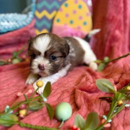 Sky - Sable and white female Shih Tzu puppy in Bradley, South Carolina from Katie’s Kennel