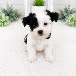 Hee Hee - Piebald male Morkie puppy in Tampa Bay, Florida from Woodpecker Ridge Pups