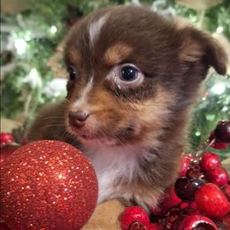 Sally RTF - Red tri-color female Australian Shepherd puppy in Salem, Arkansas from Patchwork Kennels