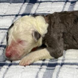 Wells - Parti male Poodle puppy in Chesapeake, Virginia from Doodle-Cove