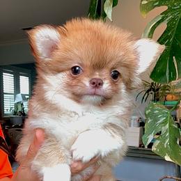 Perfection. price 9980( show quality ) - Chocolate sabled fawn female Chihuahua puppy in Santa Rosa Beach, Florida from Eva's Chihuahua