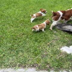 Welsh Springer Spaniel Puppies from Gualtieri's Welsh Springer Spaniels